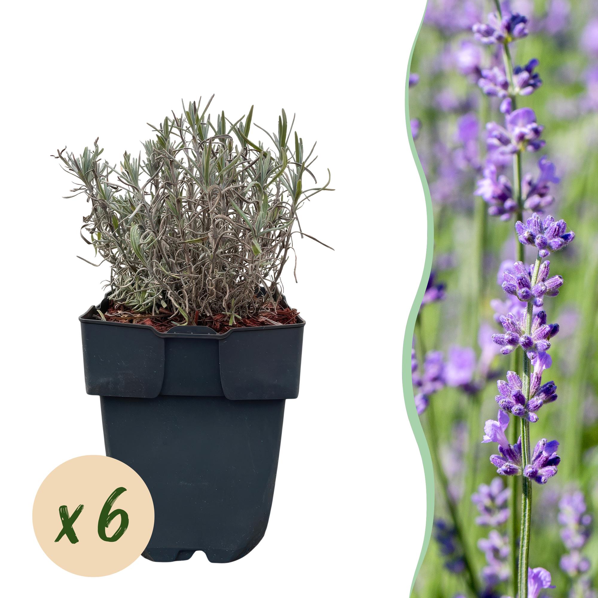 Echter Lavendel Lavandula angustifolia Hidcote – Heckenpflanze – Graues Blatt – 6 Pflanzen – 1 laufender Meter – Immergrün – 17cm Höhe 30cm – Plant