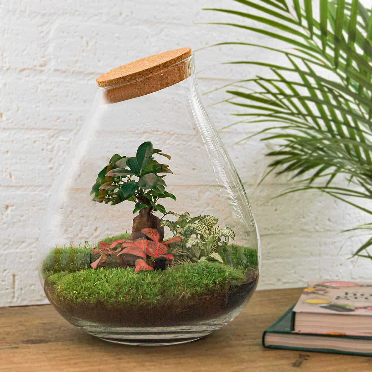 Flaschengarten DIY Bausatz - Terrarium – Drop XL – ↕ 37 cm – Plant
