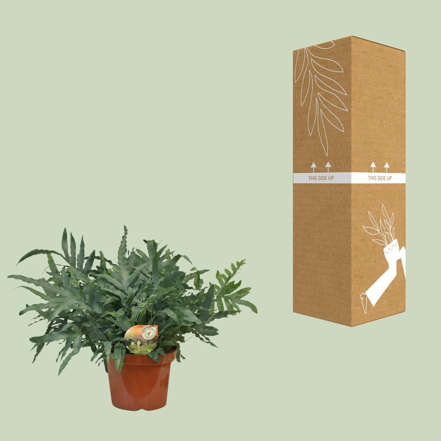 Blauer Tüpfelfarn Phlebodium Blue Star – Zimmerpflanze – Ø26cm ↕80cm – Luftreinigender Farn mit blaugrünen Blättern – Tropische Deko-Pflanze – Plant