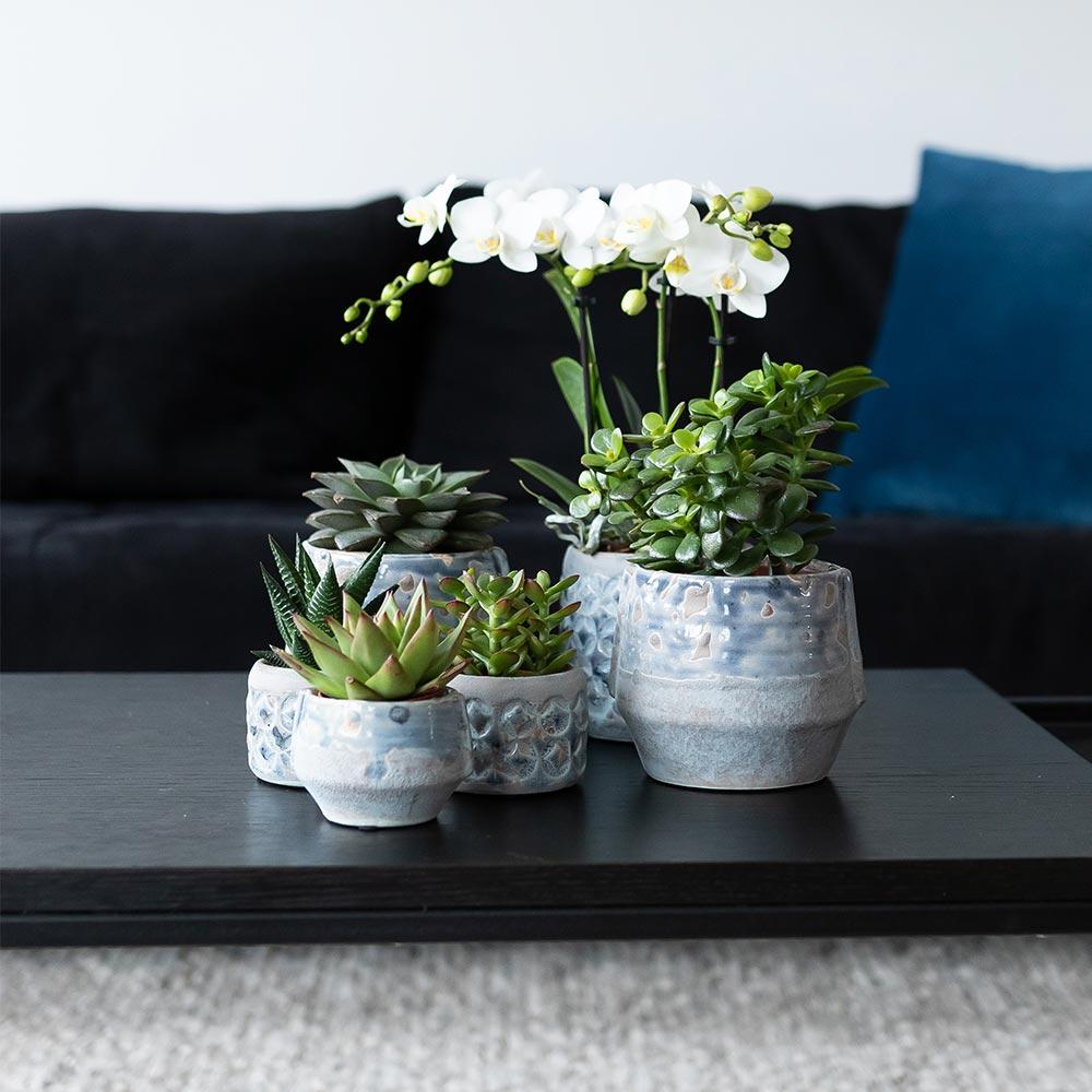Sukkulenten Set – 4 Pflanzen – Zimmerpflanzen im Ø9cm – Pflegeleicht & dekorativ – Ideal für Zuhause, Büro & Geschenkideen – Plant