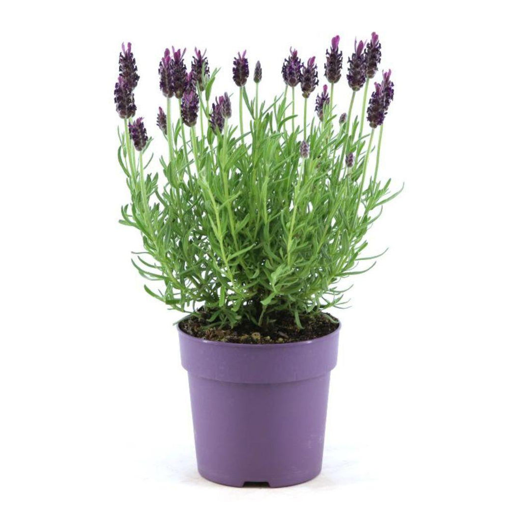 Echter Lavendel Lavandula stoechas Anouk – Duftender Schopflavendel – Ø12cm – Winterhart – Für Garten, Terrasse & Balkon – Plant