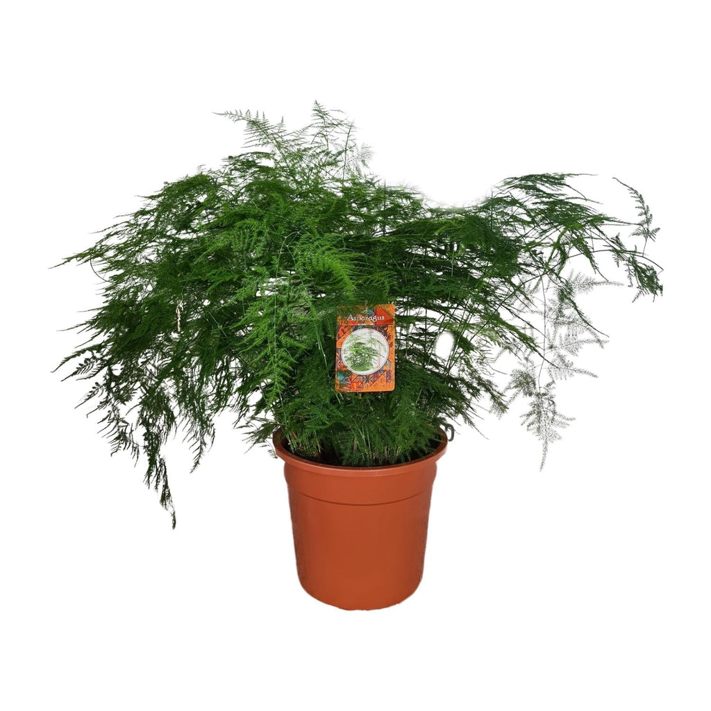 Spargelfarn – Asparagus Setaceus – Zimmerpflanze – Ø27cm – ↕70cm – Pflegeleicht & dekorativ – Luftreinigend – Plant