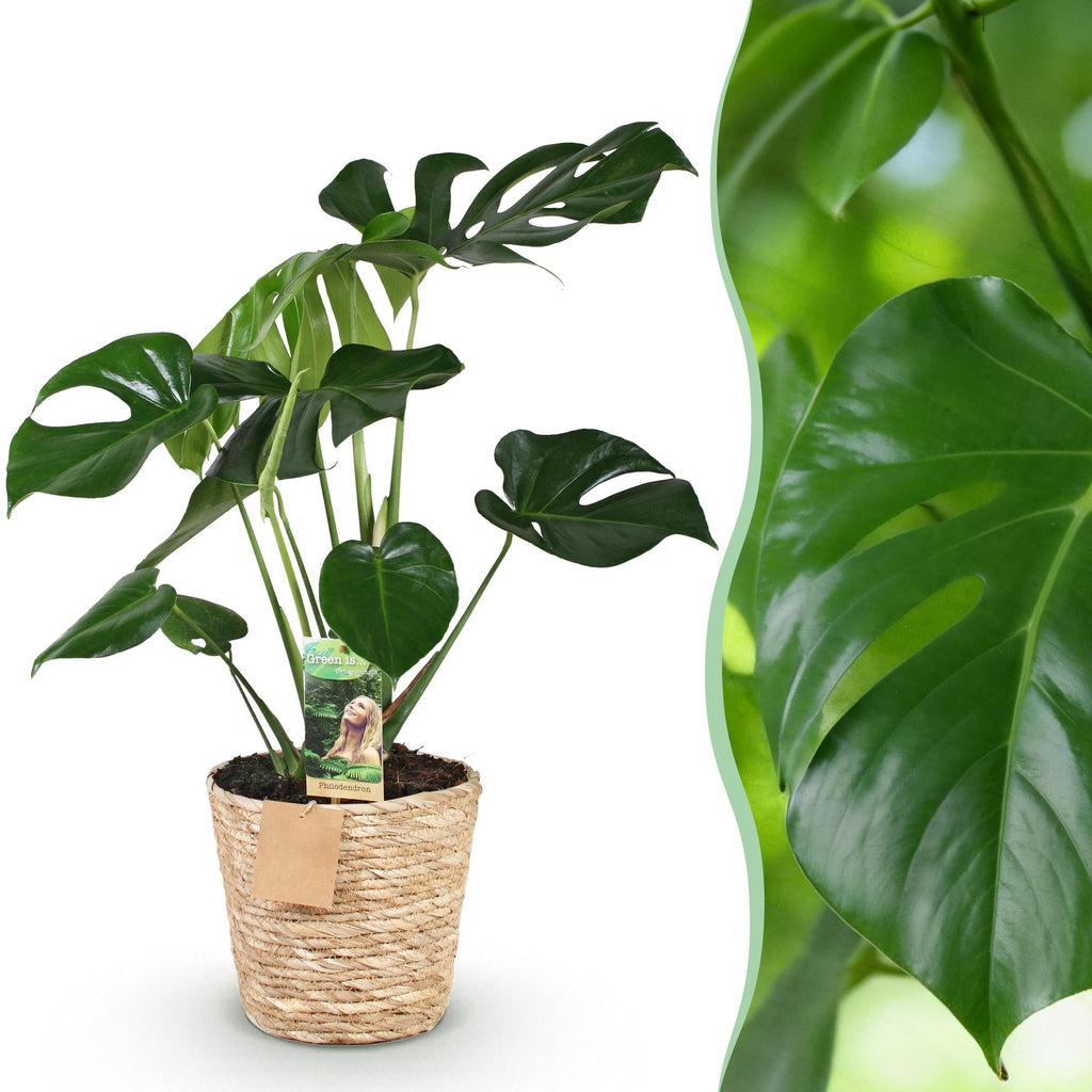 Monstera Deliciosa inkl. Naturkorb – Zimmerpflanze 50-55cm – 17cm – Lochpflanze Grün – Pflegeleichte Tropenpflanze für Wohnzimmer Büro & Deko – Plant