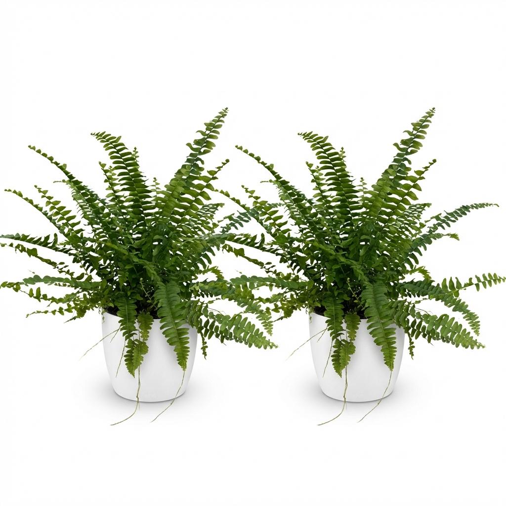 Nephrolepsis Exaltata Green Lady Farn – 2er Set Zimmerpflanze mit weißem Topf Ø12cm Höhe25cm – Haustierfreundliche Grünpflanze