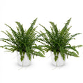 Nephrolepsis Exaltata Green Lady Farn – 2er Set Zimmerpflanze mit weißem Topf Ø12cm Höhe25cm – Haustierfreundliche Grünpflanze