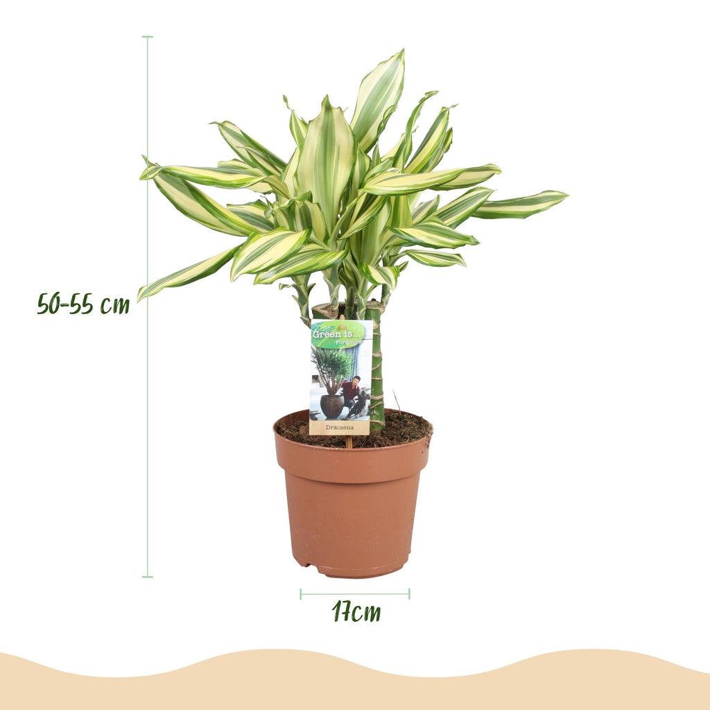 Dracaena fragrans Diamond Dream – Drachenbaum – 17cm – Höhe 50-55cm – Pflegeleichte buntlaubige Zimmerpflanze für Wohnräume und Büro – Plant