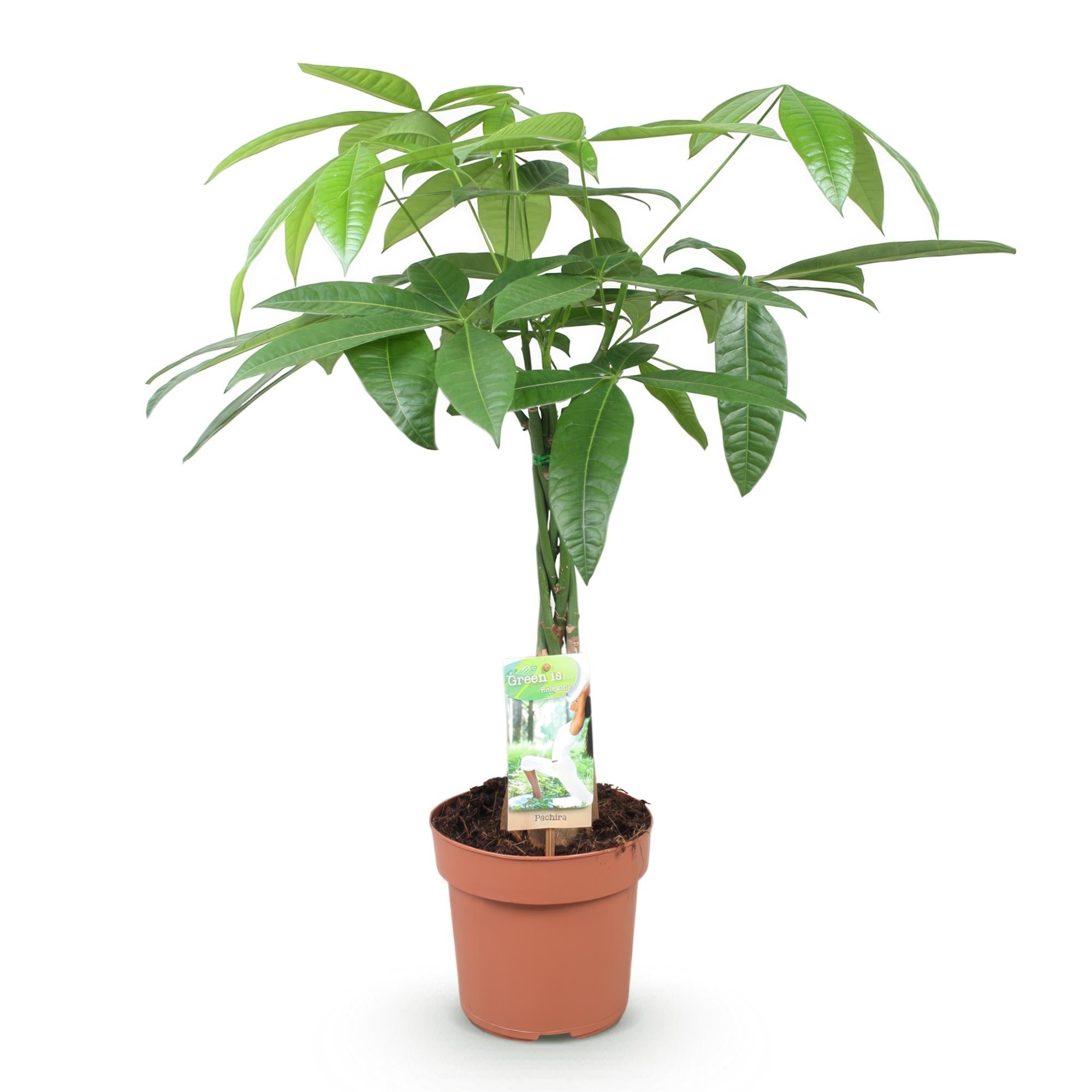 Pachira Aquatica Geflochtener Stamm – 60-70cm – 17cm – Pflegeleichter Geldbaum – Grüne Zimmerpflanze für Wohnzimmer & Büro – Luftreinigend & dekorativ – Plant
