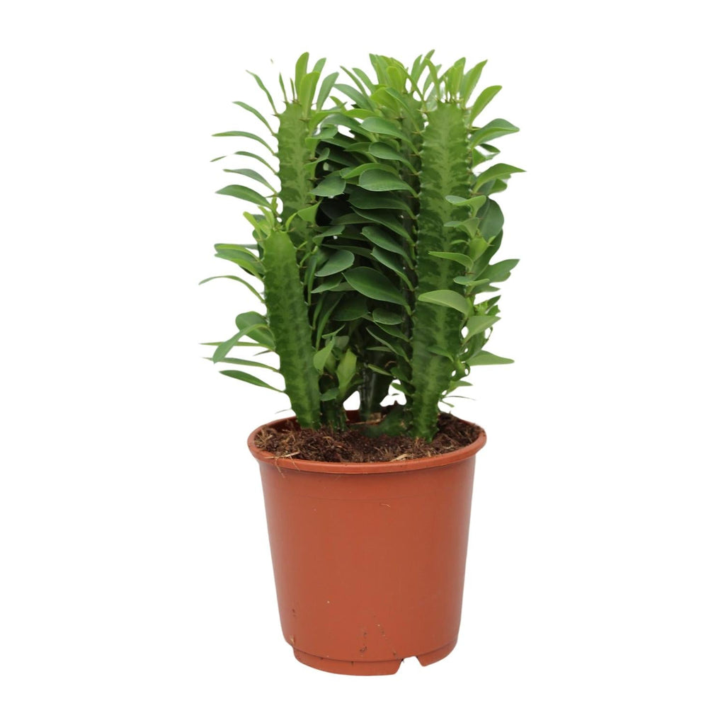 Euphorbia Trigona – Wolfsmilch – Zimmerpflanze – Ø12cm – ↕40cm – Sukkulente – Pflegeleicht & robust – Für hellen Halbschatten – Plant