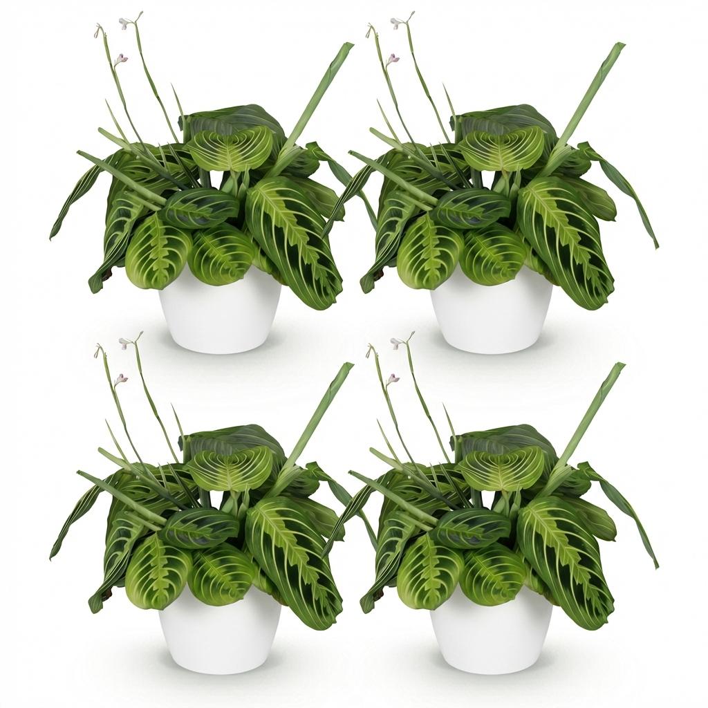 Maranta Fascinator Lemon Lime Gebetspflanze – 4er Set Zimmerpflanzen im weißen Topf Ø12cm Höhe25cm – Haustierfreundliche Grünpflanze – Pflegeleicht