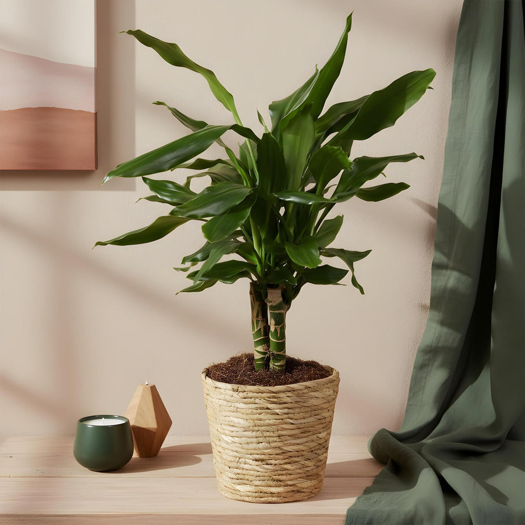 Dracaena fragrans Steudneri – 50-55cm – 17cm inkl. Naturkorb – Pflegeleichter Drachenblutbaum – Plant