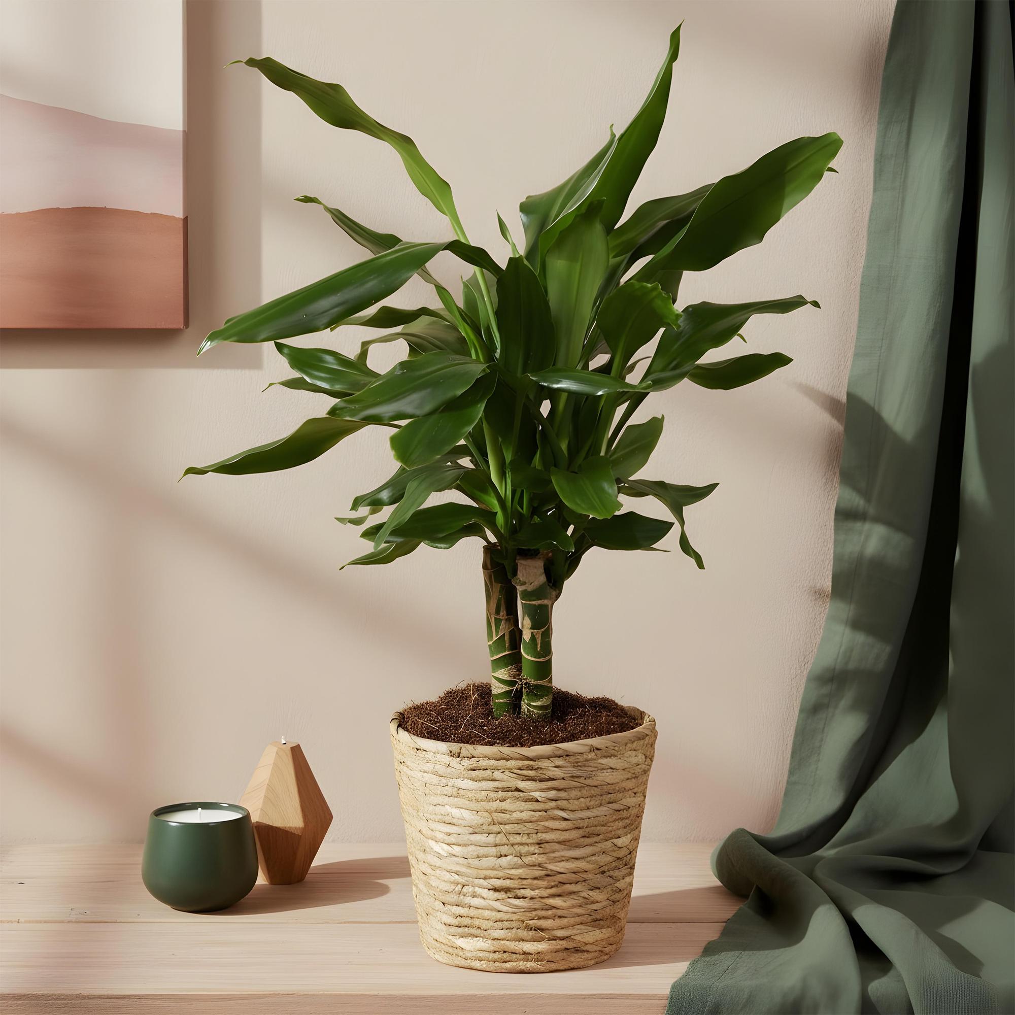 Dracaena fragrans Steudneri – 50-55cm – 17cm inkl. Naturkorb – Pflegeleichter Drachenblutbaum – Plant