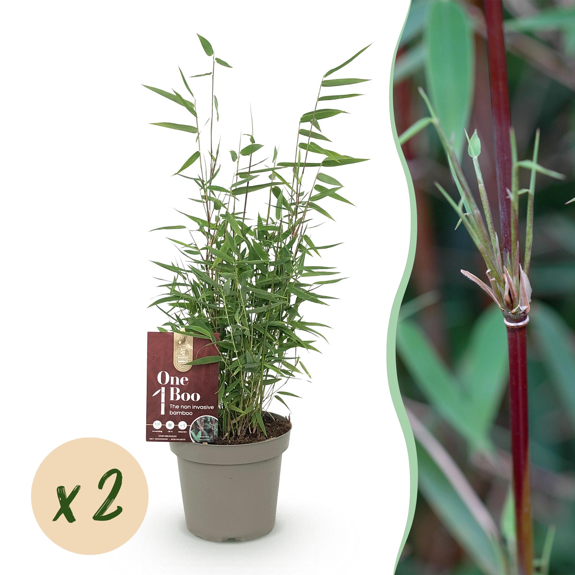 Bambus Fargesia Red Dragon – Immergrün – Nicht ausbreitend – Mit roten Stängeln – Für Hecke, Garten & Terrasse – Ø14cm Höhe ca. 35cm – Plant