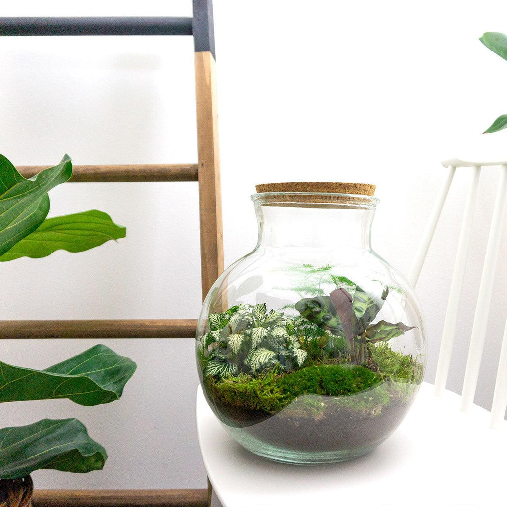 Flaschengarten Teddy – DIY Bausatz Terrarium – ↕26,5cm – Do It Yourself Pflanzen – Set im Glas mit Kork – Autarkes Mini – Ökosystem – Plant
