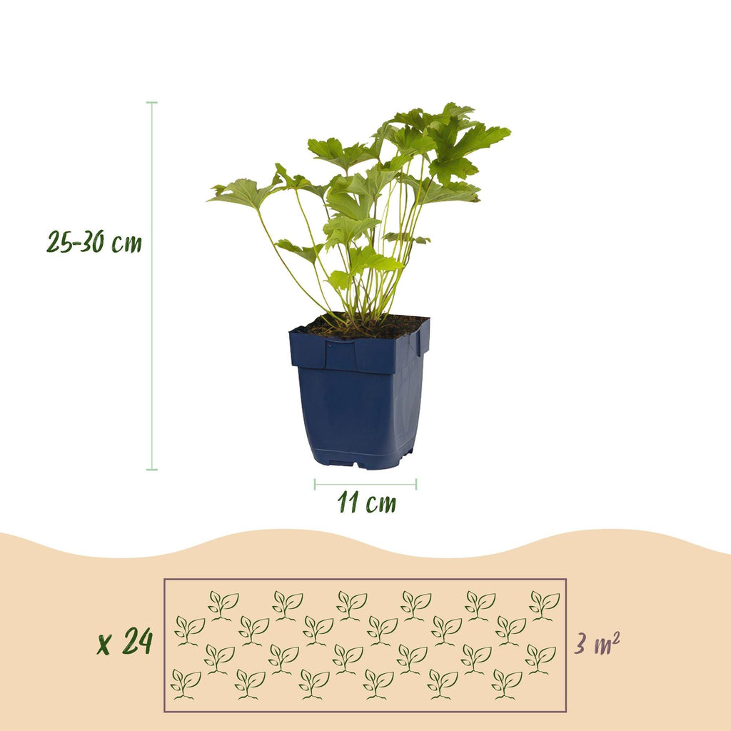 Staudenset Schatten – 24 schattenliebende Stauden für ca. 3m² – Verschiedene Farben & Blütezeiten – Pflegeleichtes Set für schattige Gartenbereiche – Plant
