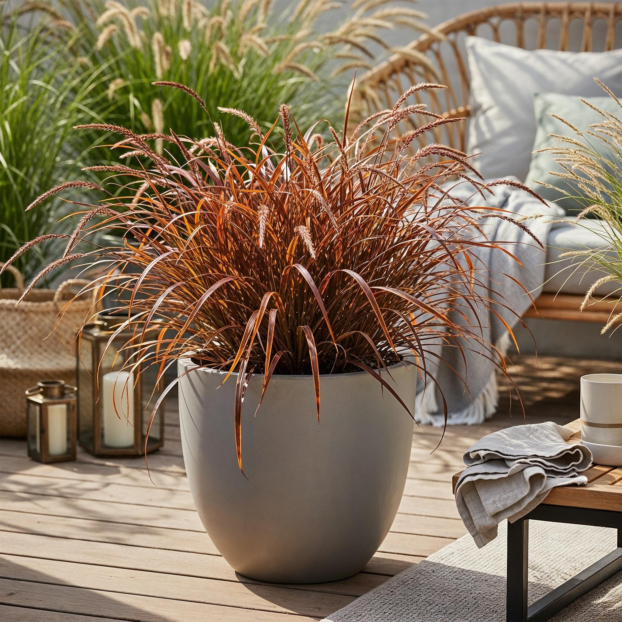 Ziergras Uncinia rubra Everflame – Mahagonigras Rot – Immergrün & winterhart – Höhe ca. 50cm – 17cm – Farbintensives Gras für Beet & Kübel – Plant