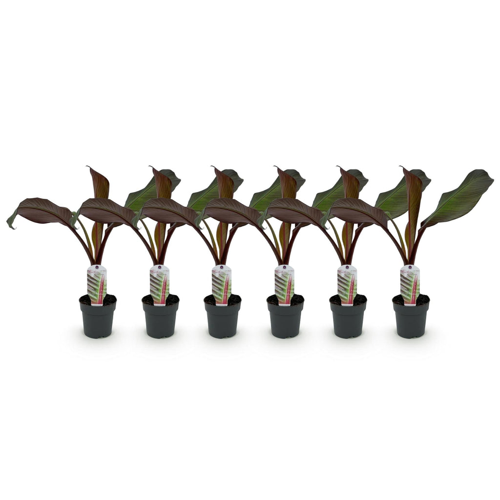 Bananenpflanze Ensete ventricosum Maurelli – Winterhart – Obstpflanze – Ø12cm – Höhe ca. 30cm – Plant
