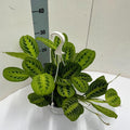 Maranta Leuconeura 'Fascinator' Lemon Lime – Zimmerpflanze im Hängetopf Ø15cm – Höhe ca. 40cm – Plant