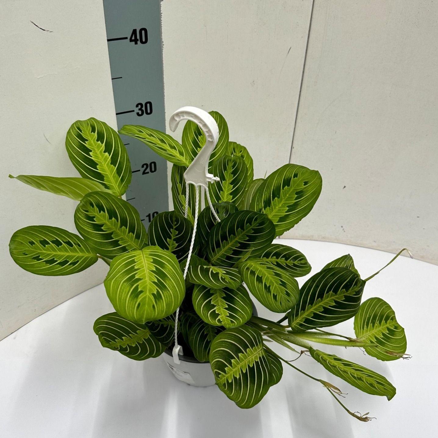 Maranta Leuconeura 'Fascinator' Lemon Lime – Zimmerpflanze im Hängetopf Ø15cm – Höhe ca. 40cm – Plant