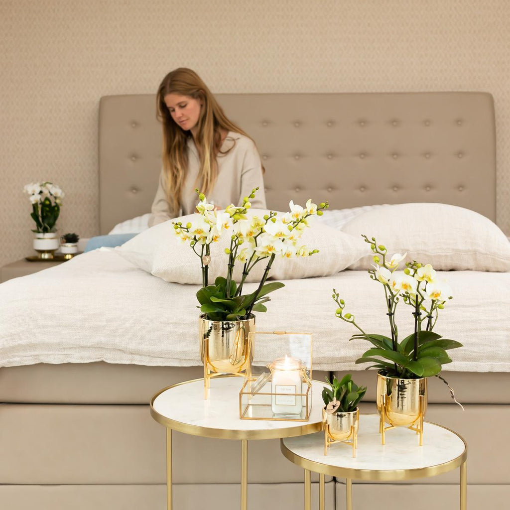 Phalaenopsis Orchidee Lausanne – Weiß – Ø9cm – Zimmerpflanze mit 3 Blütentrieben – Pflegeleicht & elegant – Aus der Blossom – Kollektion – Plant