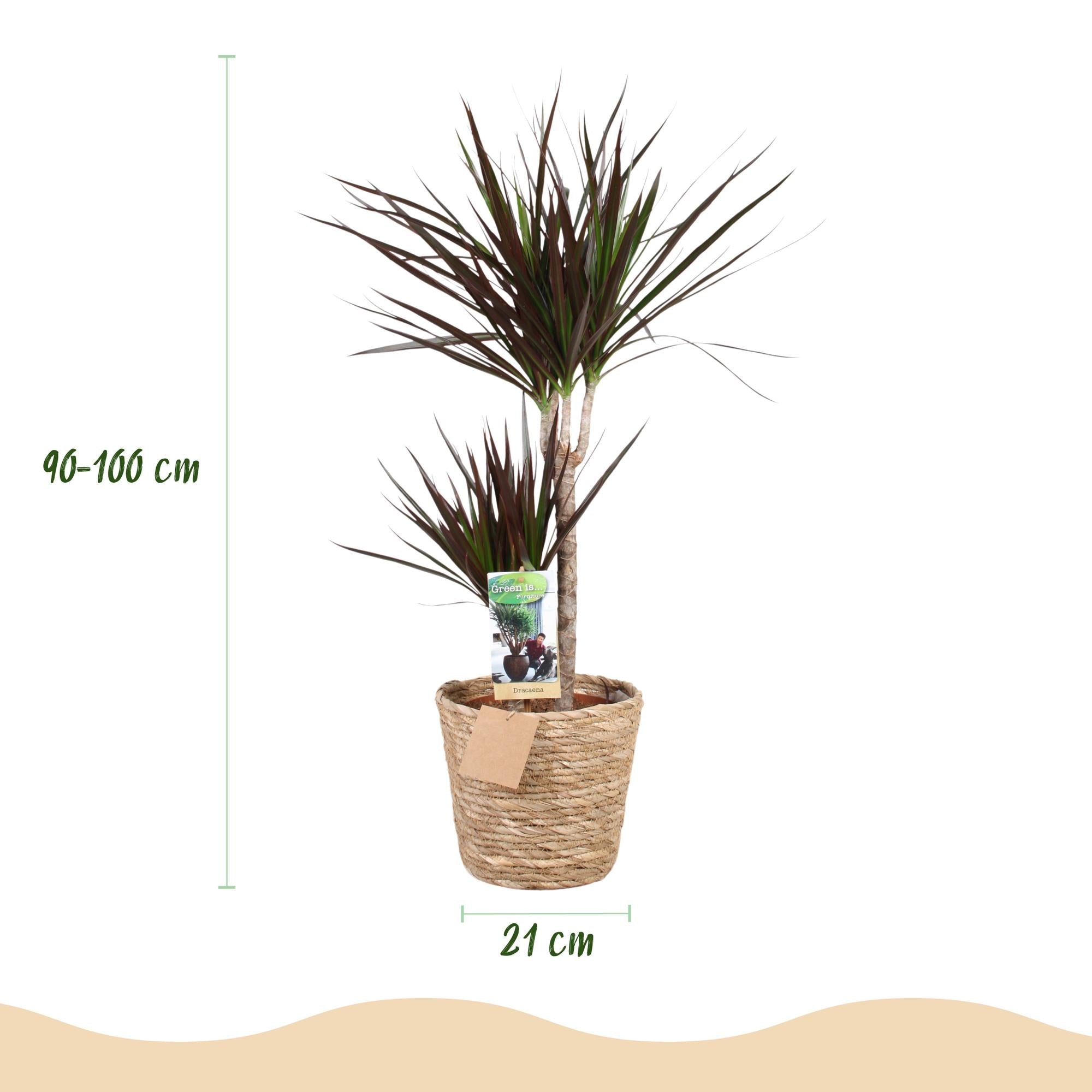 Dracaena Magenta – 90-100cm – 21cm inkl. Naturkorb – Pflegeleichter Drachenbaum – Tiefrote Stängel & grün – magenta Blattwerk – Plant