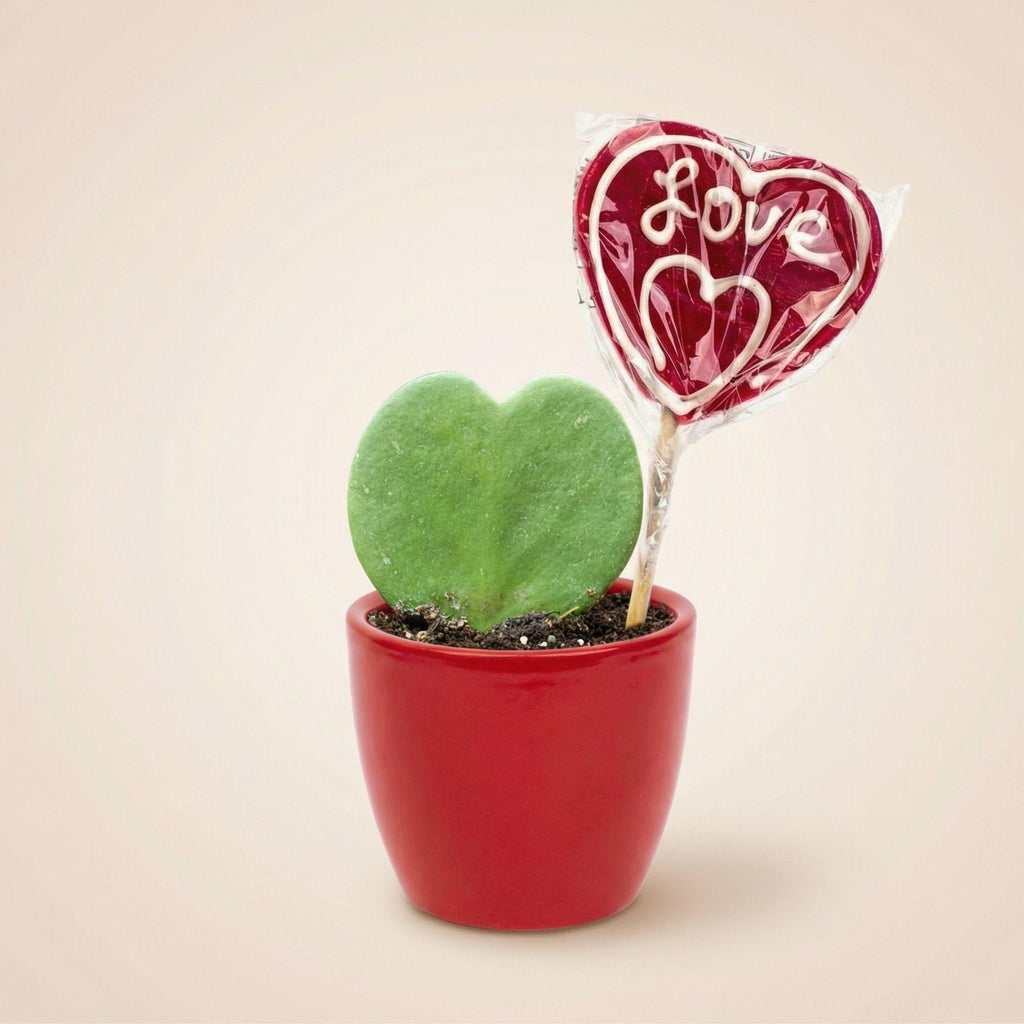 Hoya Kerrii Sweetheart – Herzpflanze im roten Keramiktopf Ø6cm – Mini Geschenkset mit Lutscher – Pflegeleichte Zimmerpflanze
