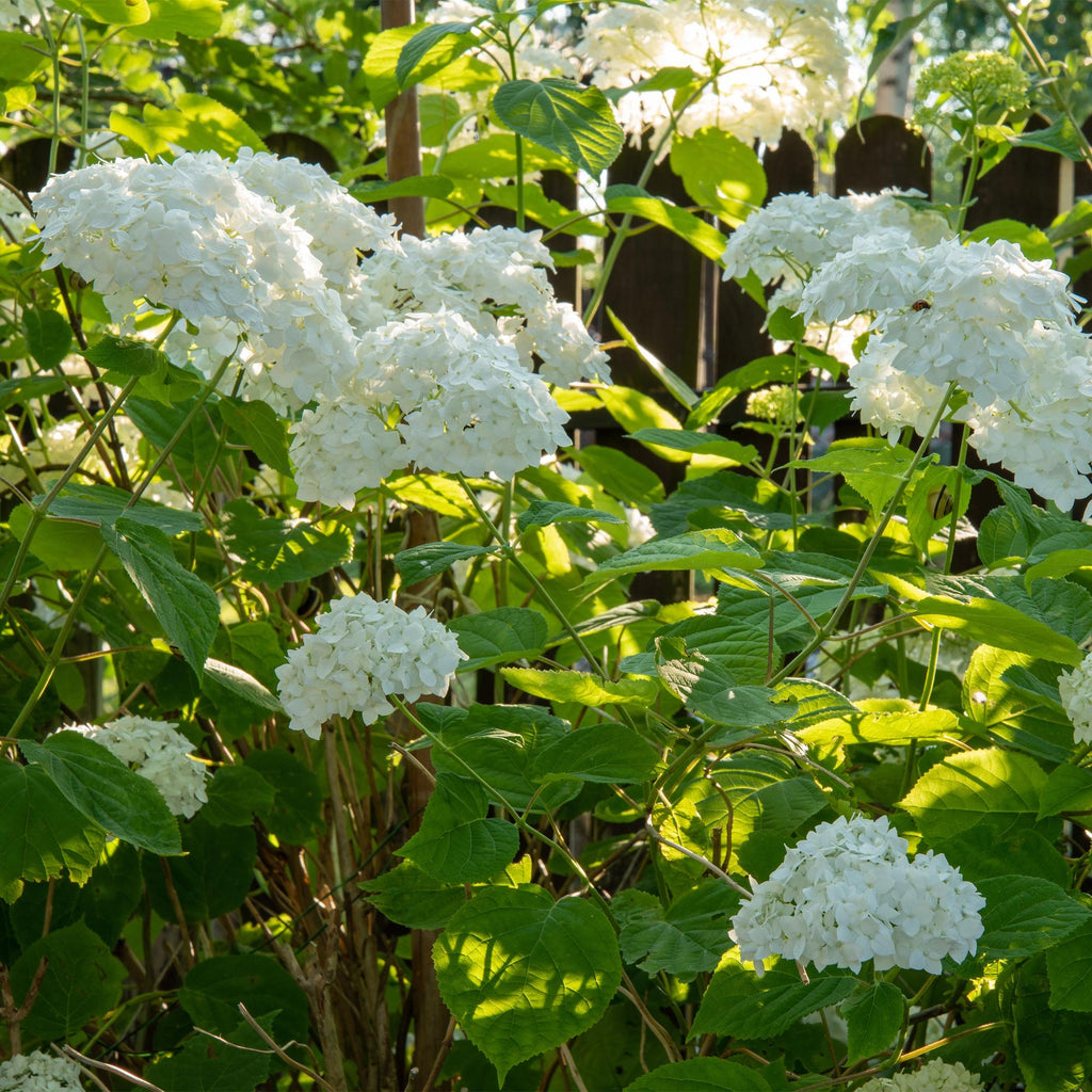 Rispenhortensie – Hydrangea arborescens Annabelle – Blüte Weiß – Große Blüten – 17cm Höhe 50cm – Winterhart & pflegeleicht für Beet & Kübel – Plant