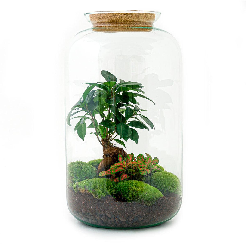 Flaschengarten Sven Bonsai – DIY Bausatz Terrarium – ↕43cm – Do It Yourself Pflanzen – Set im Glas mit Korkdeckel – Autarkes Mini – Ökosystem – Plant