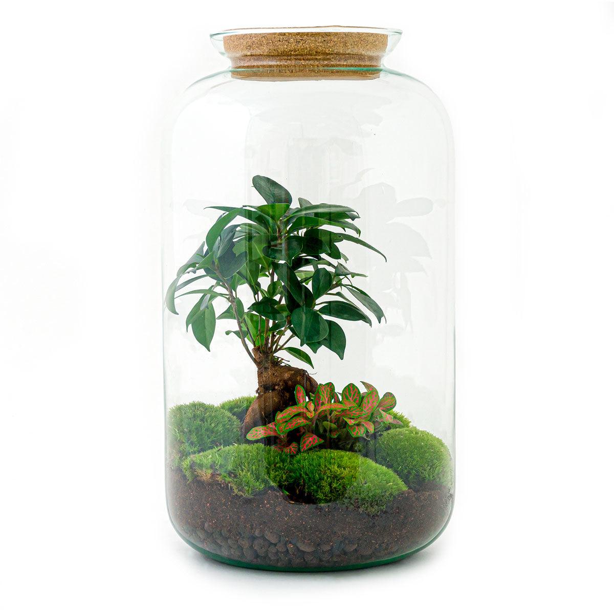 Flaschengarten Sven Bonsai – DIY Bausatz Terrarium – ↕43cm – Do It Yourself Pflanzen – Set im Glas mit Korkdeckel – Autarkes Mini – Ökosystem – Plant