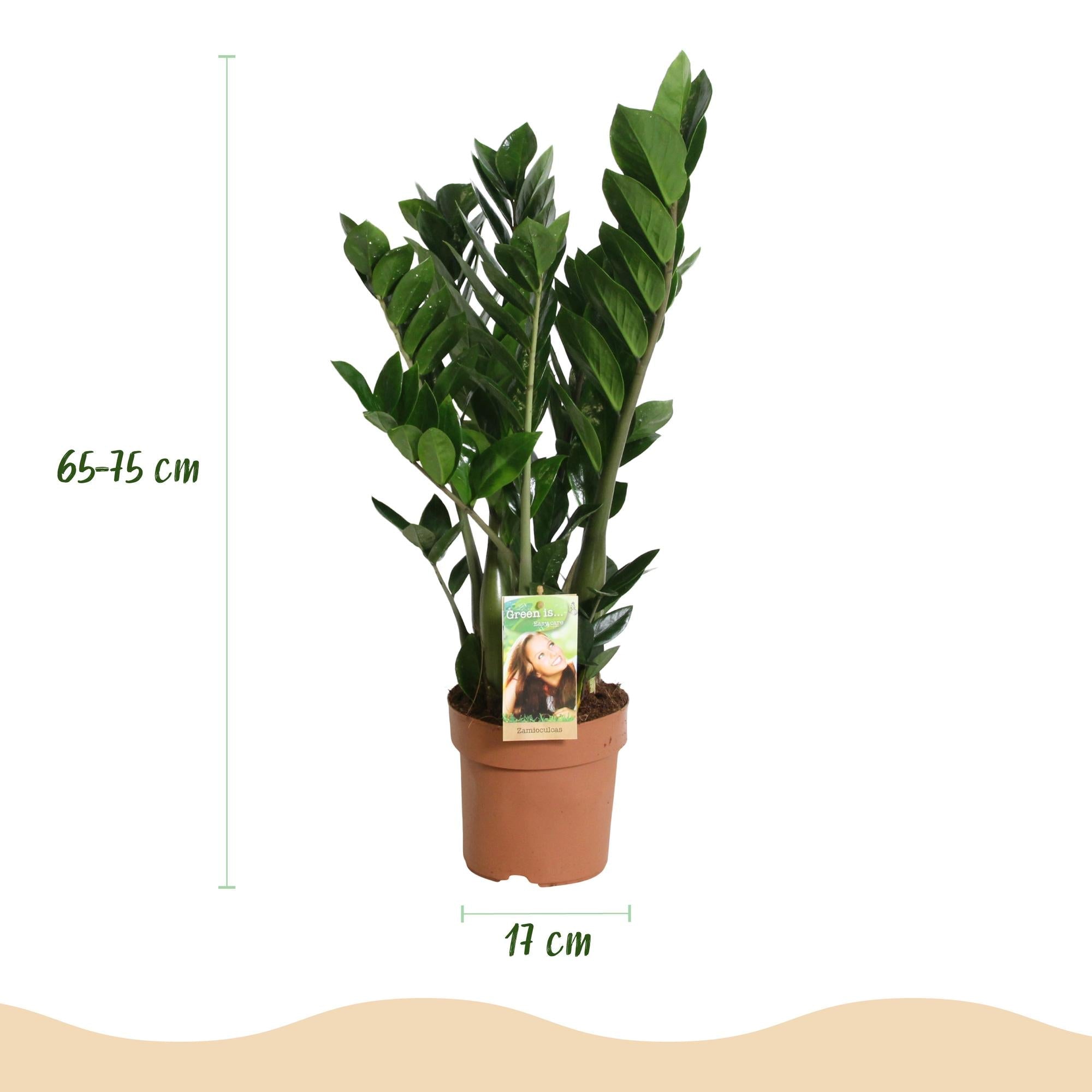 Zamioculcas – ZZ – Pflanze 65-75cm – 17cm – Pflegeleichte dunkelgrüne Zimmerpflanze – Robuste Grünpflanze für Wohnzimmer, Büro & Schlafzimmer – Plant