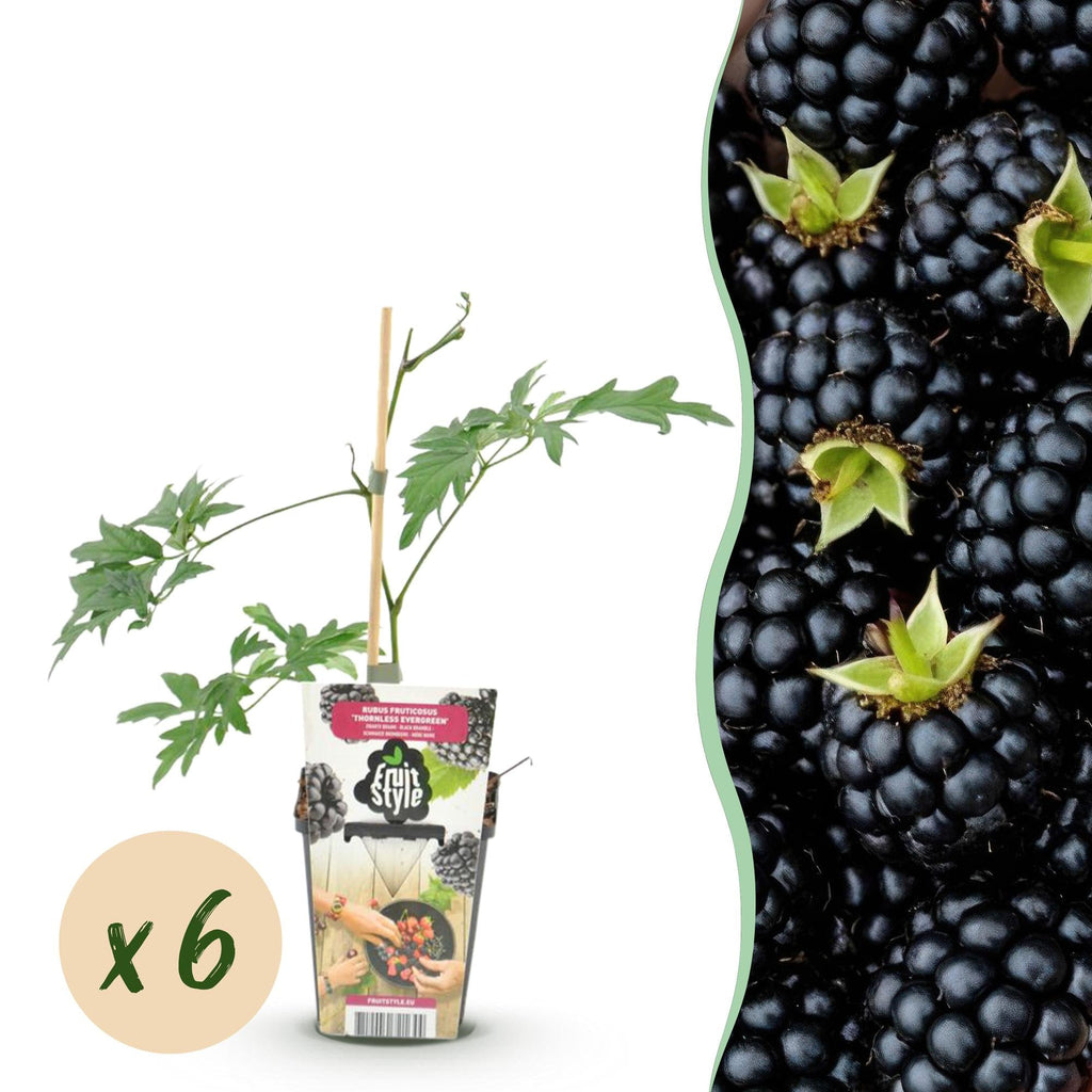 Immergrüne Brombeere Rubus Thornless Evergreen winterhart 6 Pflanzen Höhe 30cm Ø9cm – Dornenlose schwarze Brombeere für Garten Beet Balkon & Terrasse