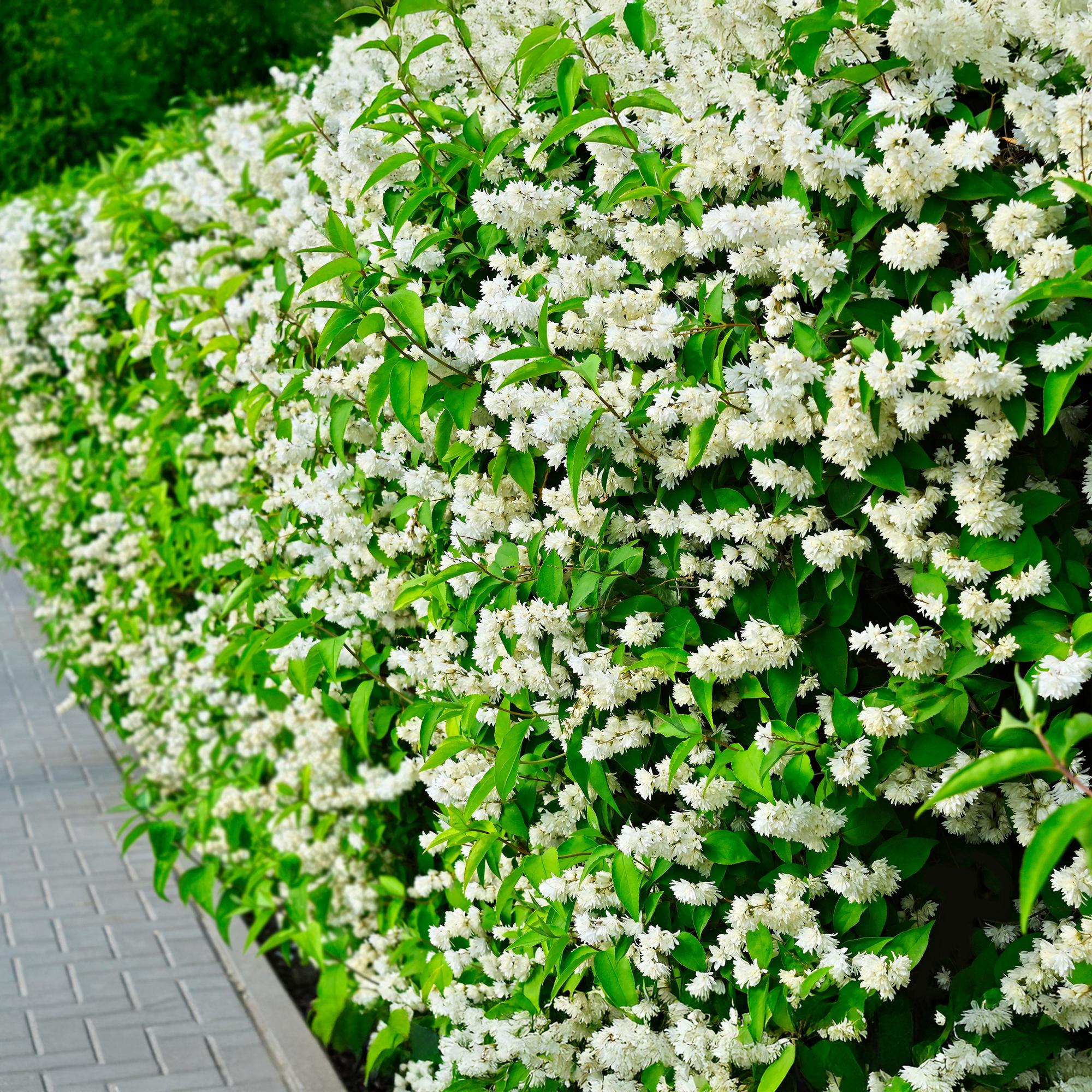 Bauernjasmin Philadelphus Snowbelle – Duftende Weiße Blüten – Wenig Pflege – 17cm Höhe 45cm – Für Garten, Terrasse & Balkon – Plant