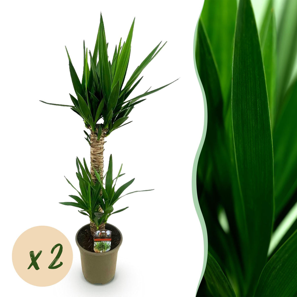 Yucca Elephantipes – 120cm – Ø19cm – Pflegeleichte Palmlilie mit schmalen Blättern – Robuste Zimmerpflanze für helle & halbschattige Räume