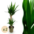 Yucca Elephantipes – 120cm – Ø19cm – Pflegeleichte Palmlilie mit schmalen Blättern – Robuste Zimmerpflanze für helle & halbschattige Räume