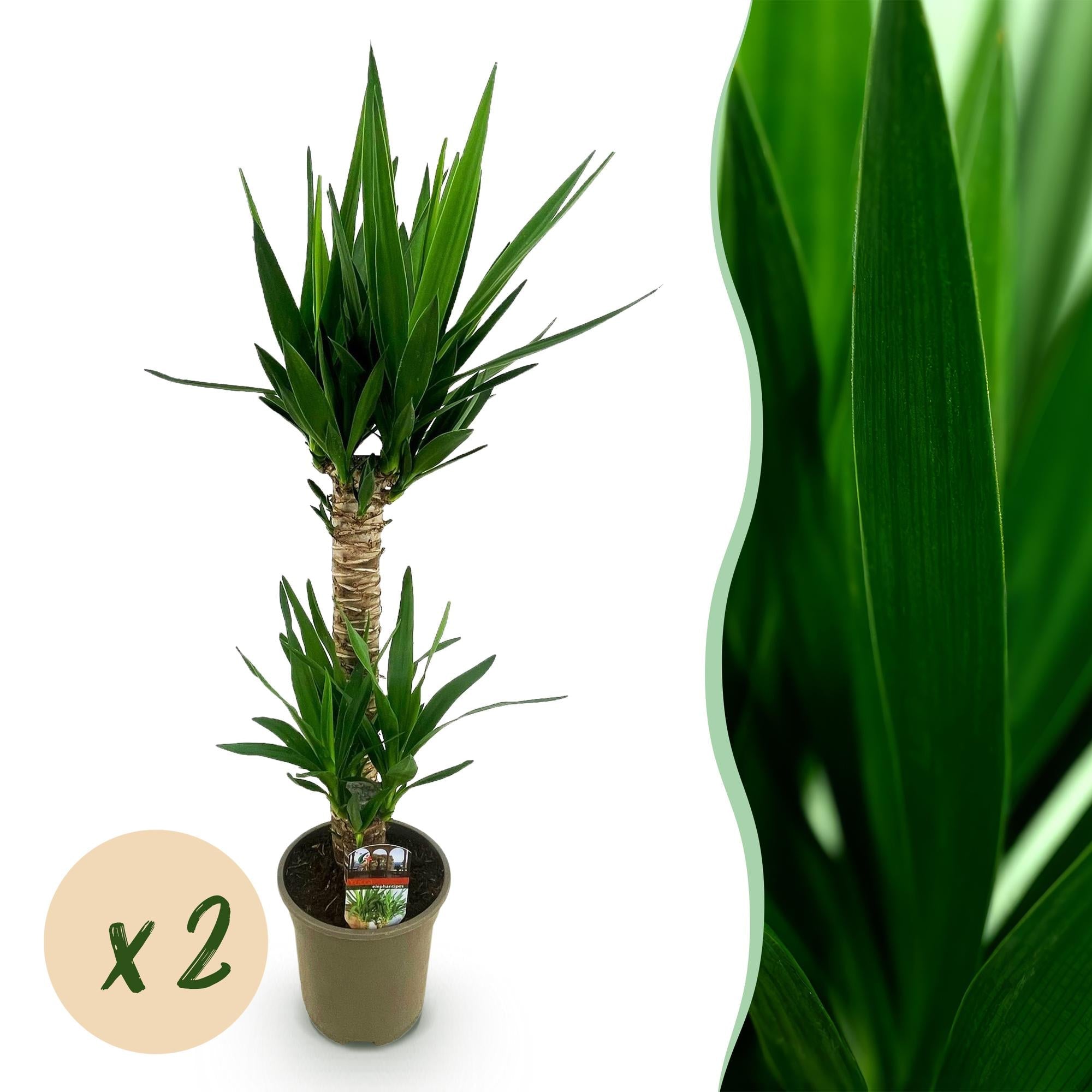 Yucca Elephantipes – 120cm – Ø19cm – Pflegeleichte Palmlilie mit schmalen Blättern – Robuste Zimmerpflanze für helle & halbschattige Räume