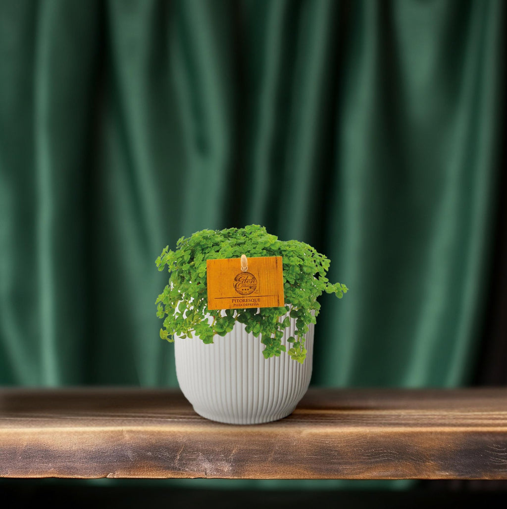 Kanonierblume – Pilea depressa – Ø10,5cm – ↕15cm – Zimmerpflanze – Pflegeleicht & luftreinigend – Kompakte Grünpflanze für Innenräume – Plant