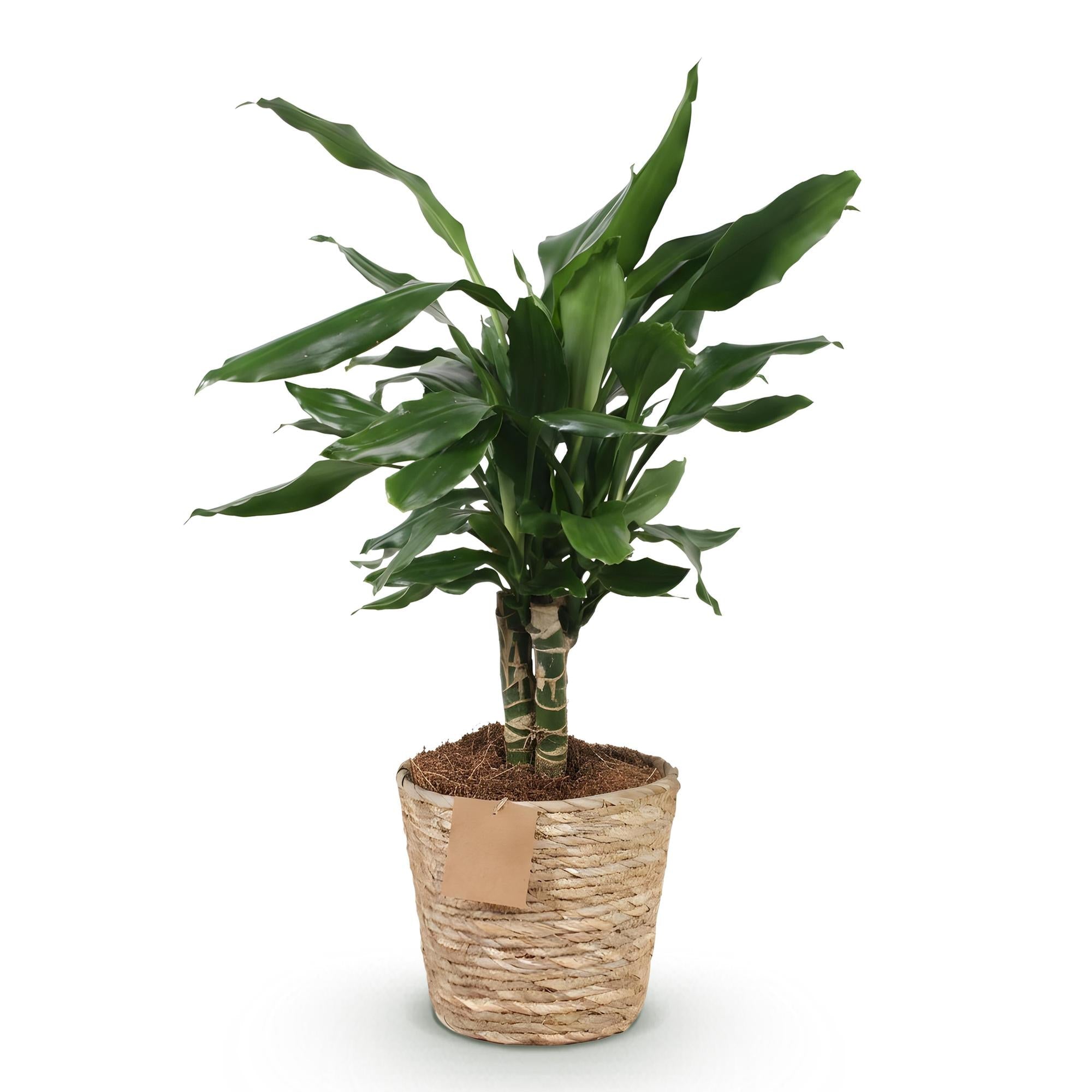 Dracaena fragrans Steudneri – 50-55cm – 17cm inkl. Naturkorb – Pflegeleichter Drachenblutbaum – Plant