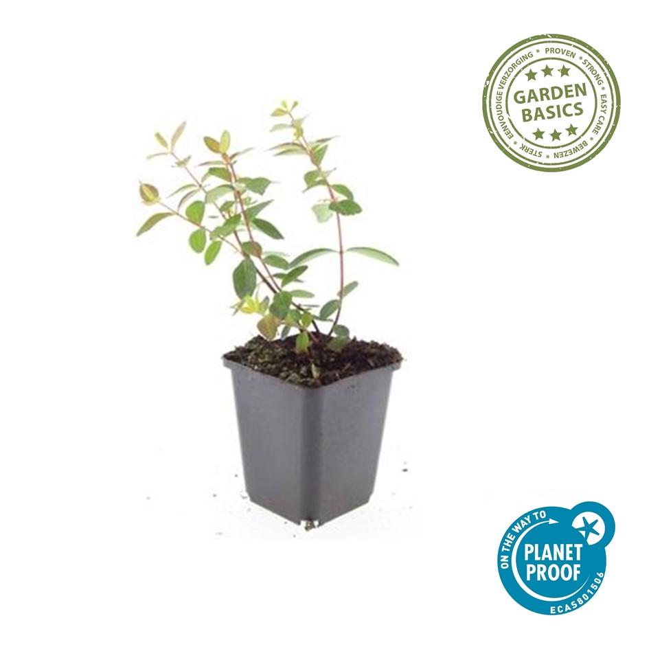 Johanniskraut Hypericum dummeri 'Peter Dummer' – ↕10-25cm – Ø9cm – Winterharter Bodendecker mit gelben Blüten – Plant