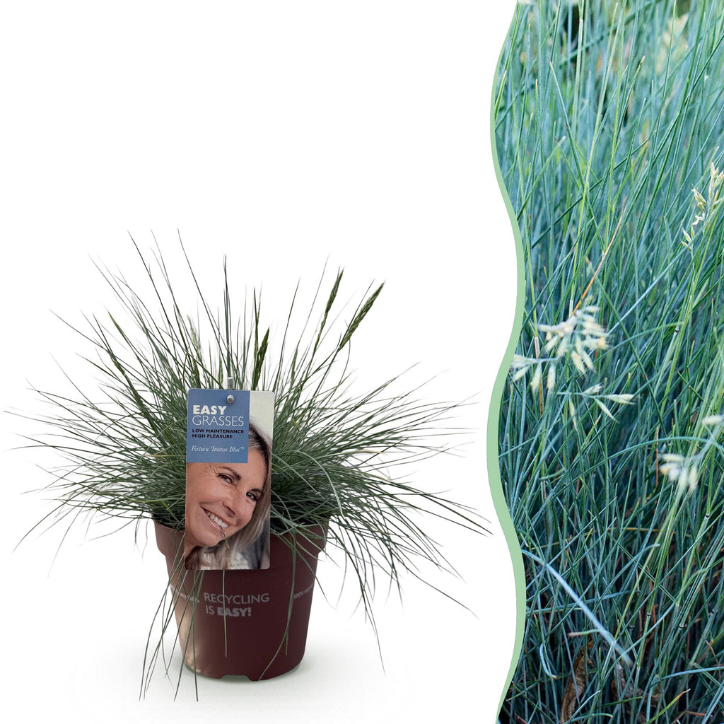 Ziergras Blauschwingel Festuca glauca Intense Blue – Immergrün & winterhart – Höhe ca. 50cm – 17cm – Trockenheitsresistent für Beet & Kübel – Plant