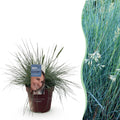 Ziergras Blauschwingel Festuca glauca Intense Blue – Immergrün & winterhart – Höhe ca. 50cm – 17cm – Trockenheitsresistent für Beet & Kübel – Plant