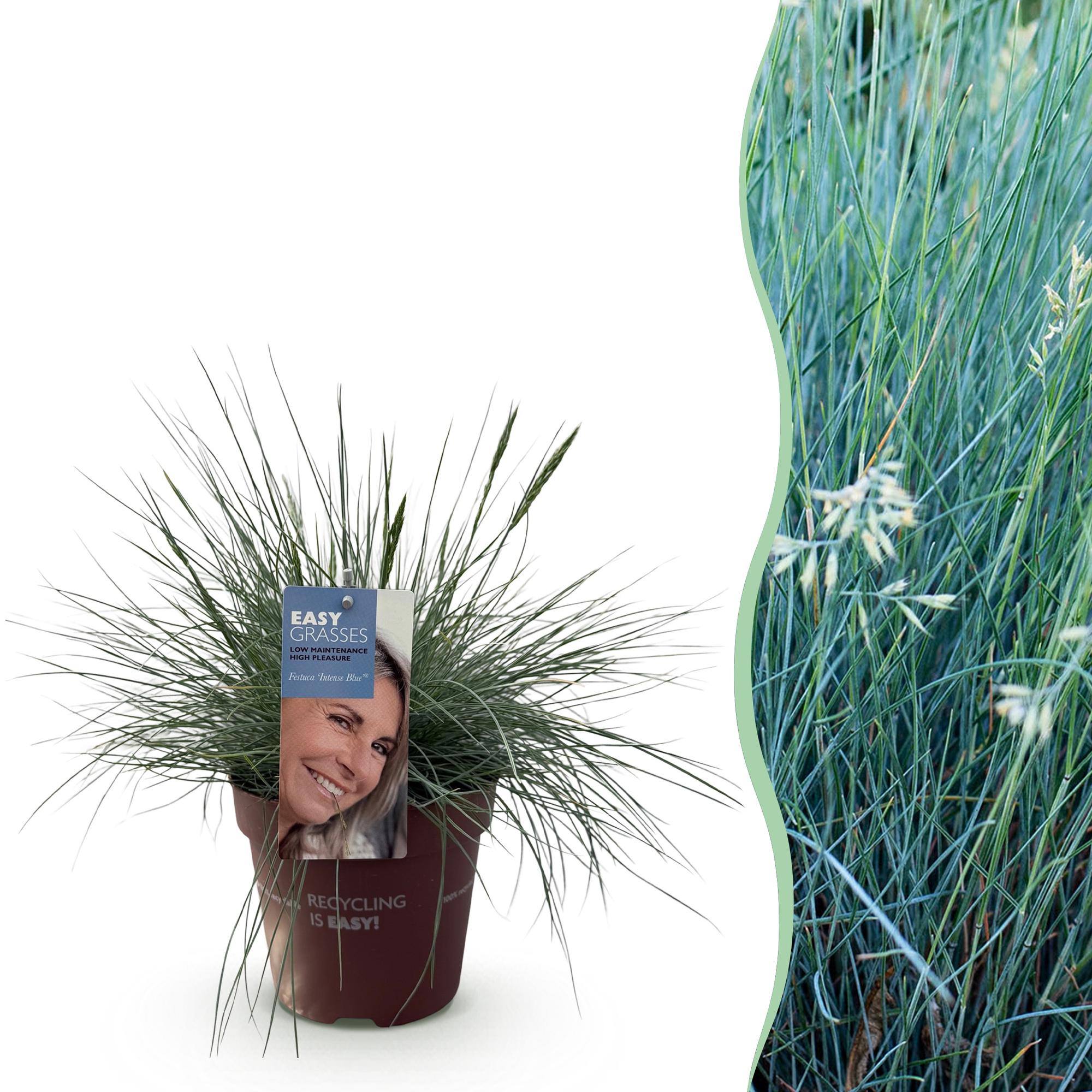 Ziergras Blauschwingel Festuca glauca Intense Blue – Immergrün & winterhart – Höhe ca. 50cm – 17cm – Trockenheitsresistent für Beet & Kübel – Plant