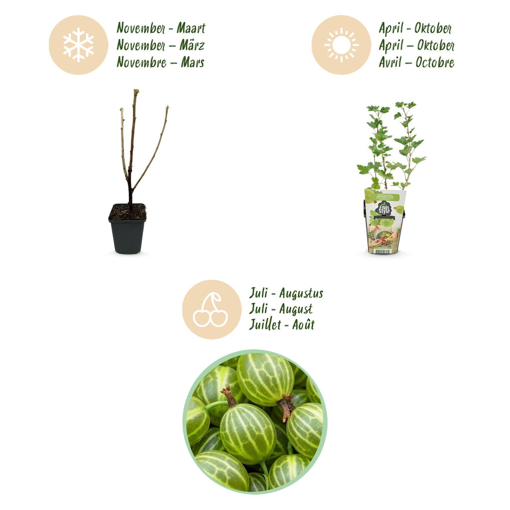 Stachelbeerpflanzen Ribes uva – crispa Hinnonmäki Grün winterhart 6 Pflanzen Höhe 30cm Ø9cm – Grüne Stachelbeere für Garten Beet Balkon & Terrasse