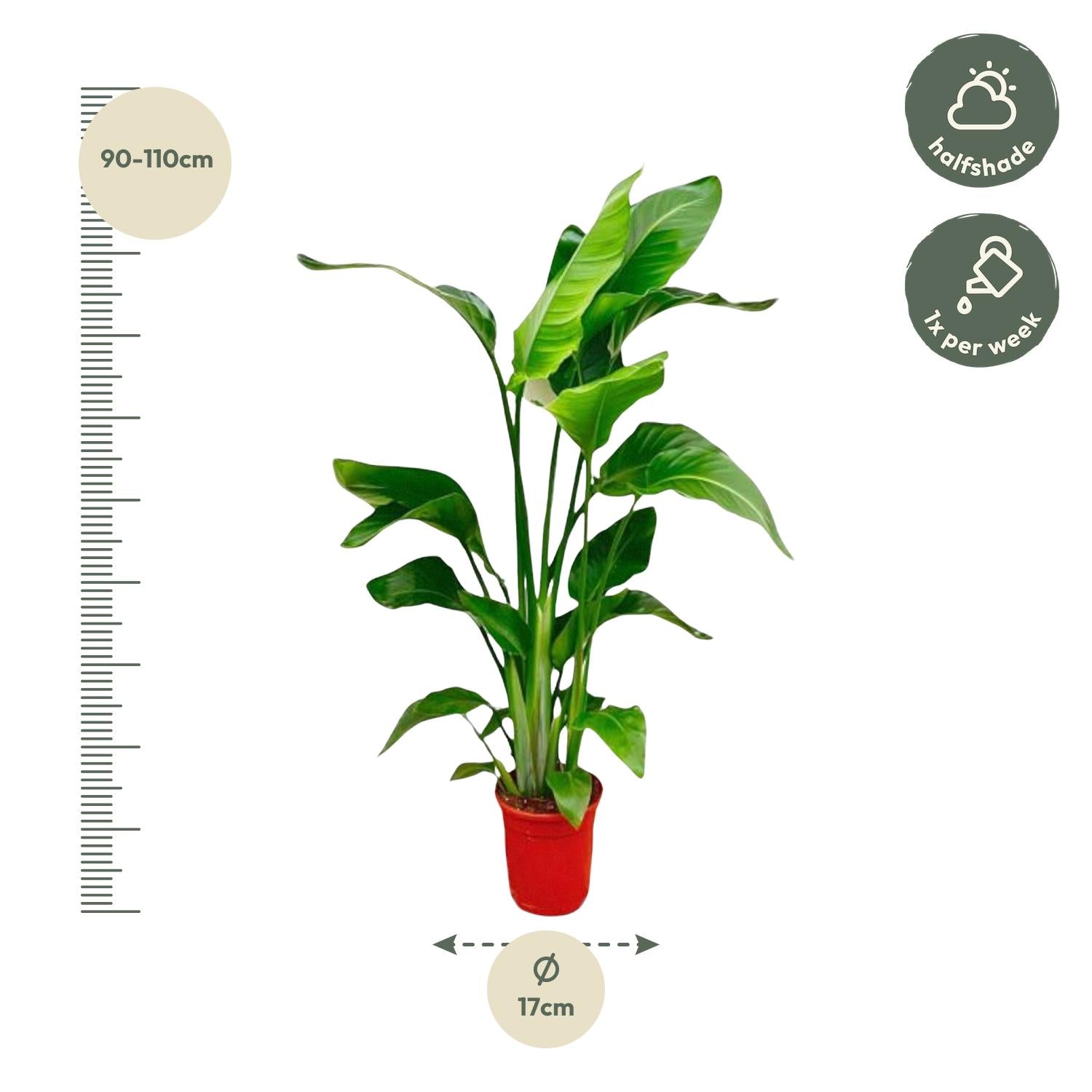 Strelitzia Nicolai – Paradiesvogelblume – Zimmerpflanze 70-90cm – Ø17cm – Tropische Grünpflanze für Wohnzimmer & Büro – Exotisch & pflegeleicht – Plant