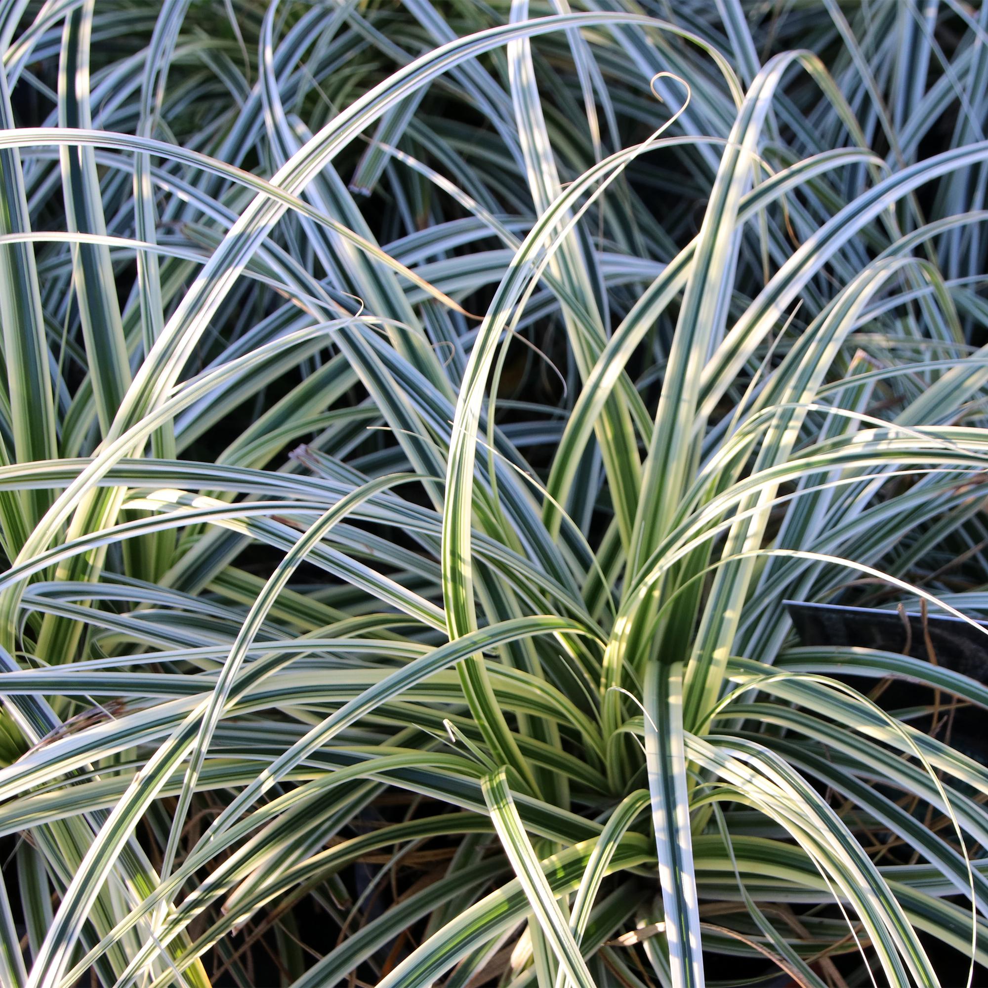 Ziergras Segge Carex oshimensis Everest – Weiß – Grün panaschiert – Immergrün & winterhart – Höhe ca. 50cm – 17cm – Pflegeleicht für Beet & Kübel – Plant