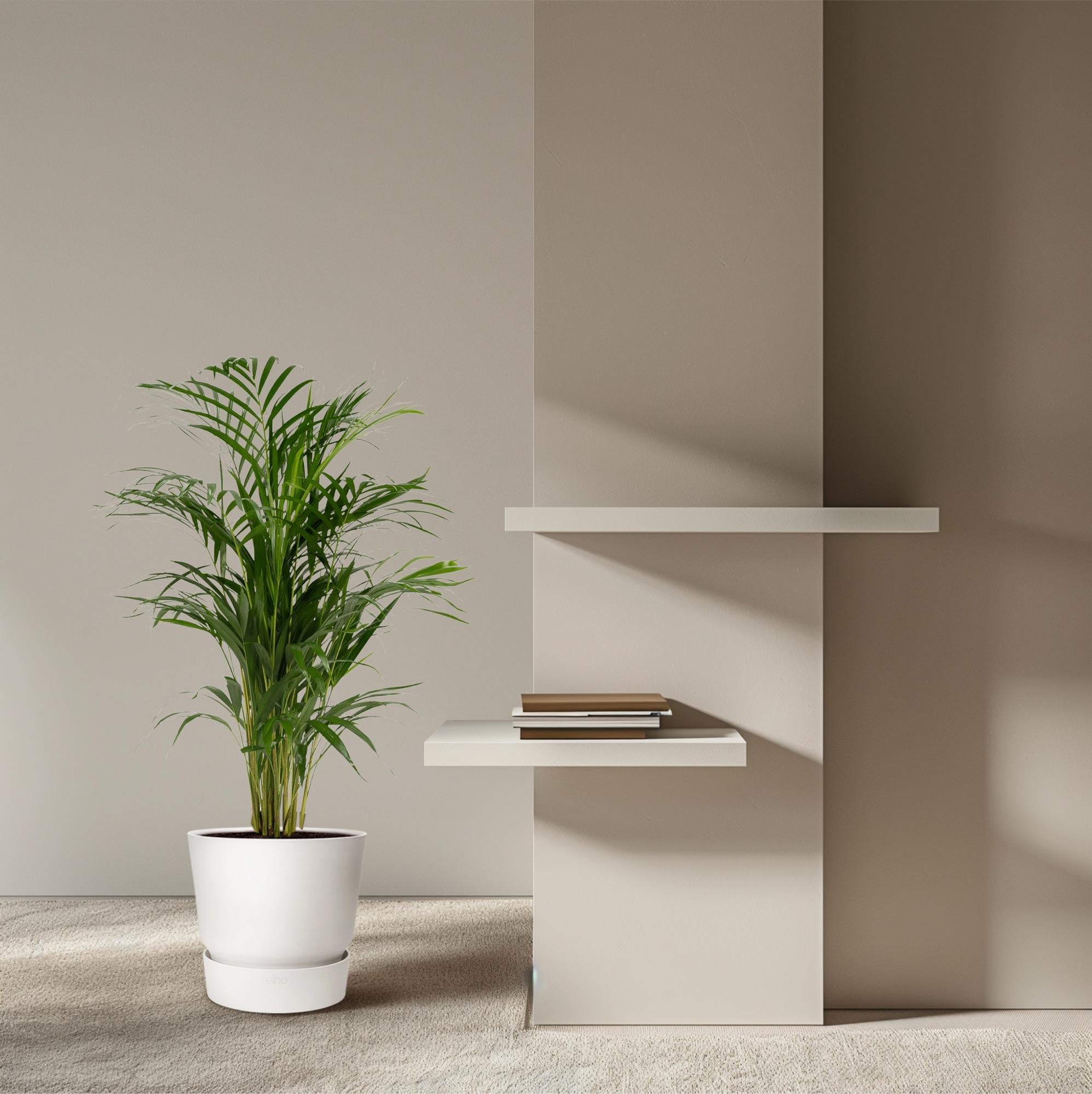 Areca – Palme – Dypsis lutescens – Ø17cm x ↕70cm – Goldpalme als tropische Zimmerpflanze – Luftreinigend, pflegeleicht & dekorativ – Plant