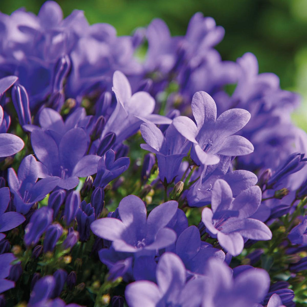 Campanula Addenda Ambella lila 6er Set – Glockenblume violett Topfgröße 12cm – winterhart, lang blühend – Bodendecker für ca.1m² – Plant