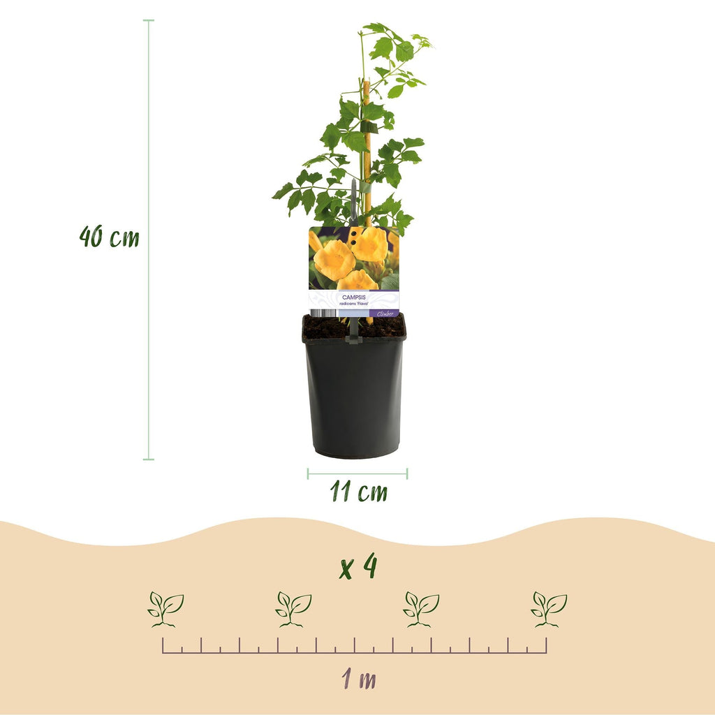 Trompetenblume Campsis radicans ‘Flava’ – 2 Pflanzen – Gelbblühende Kletterpflanze – Schnellwüchsig & pflegeleicht – Ideal für Zaun, Wand & Pergola – Plant