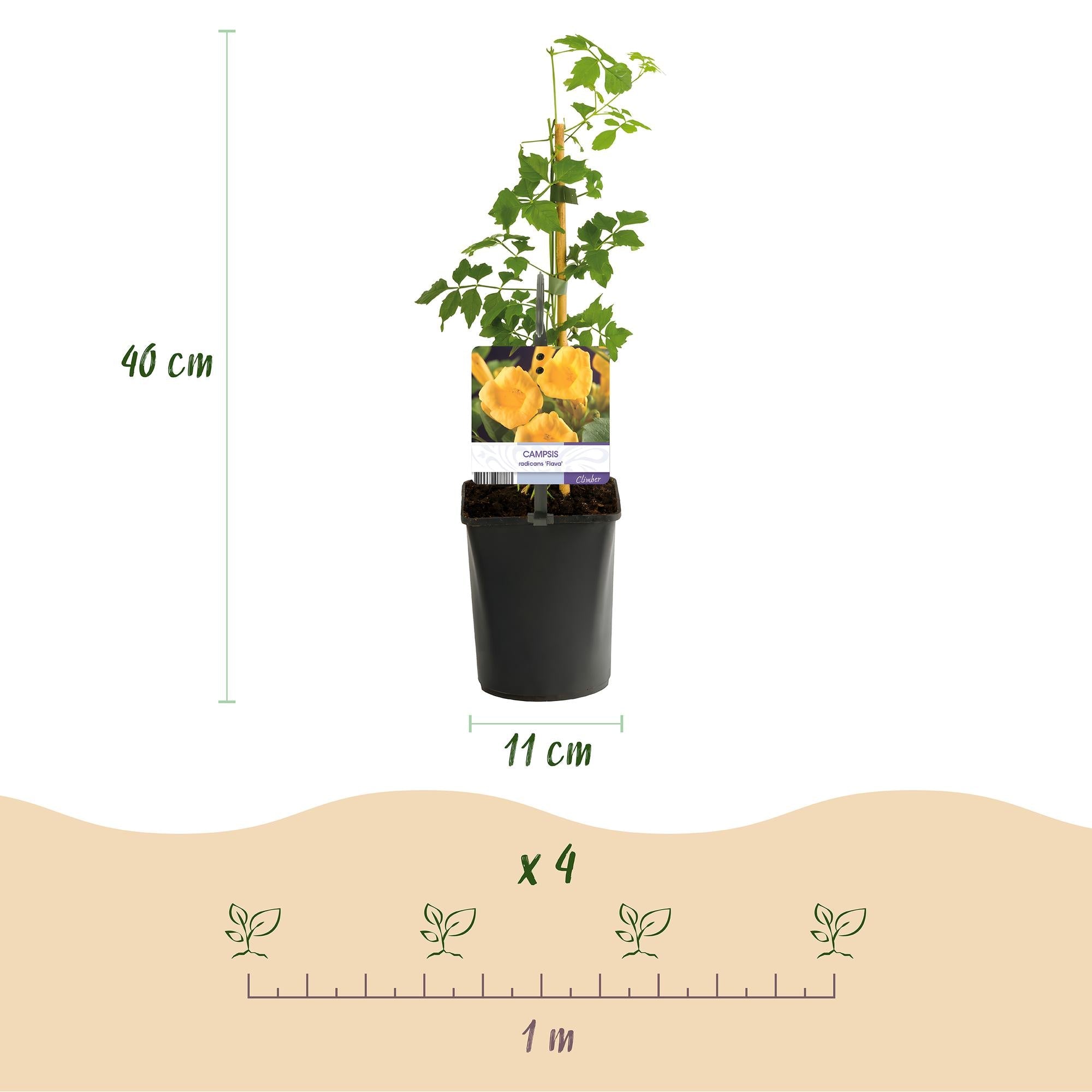 Trompetenblume Campsis radicans ‘Flava’ – 2 Pflanzen – Gelbblühende Kletterpflanze – Schnellwüchsig & pflegeleicht – Ideal für Zaun, Wand & Pergola – Plant