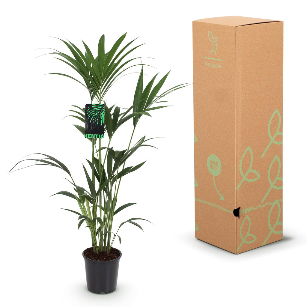 Howea Forsteriana – Kentia – Palme – 140-150cm – Ø24cm – Pflegeleichte Zimmerpalme mit gefiederten Blättern – Tropische Grünpflanze für Innenräume – Plant