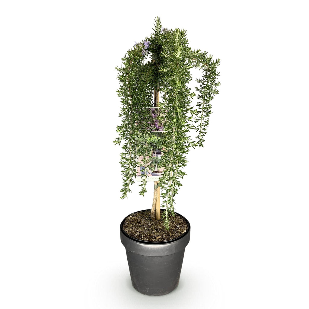 Rosmarin Rosmarinus officinalis Prostratus – 19cm Höhe ca.90cm – Immergrün & winterhart – Lila Blüte – Duftender Kräuterrosmarin – Plant
