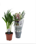 Goldfruchtpalme – Dypsis Lutescens – Zimmerpflanze – Ø12cm Topf – Ca. 40cm hoch – Pflegeleichte Mini – Palme mit tropischem Flair – Plant